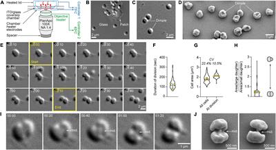 High-Temperature Live-Cell Imaging of Cytokinesis, Cell Motility, and Cell-Cell Interactions in the Thermoacidophilic Crenarchaeon Sulfolobus acidocaldarius